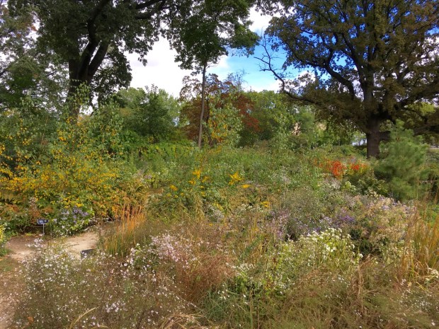 The new Native Flora Garden at Brooklyn Botanic Garden