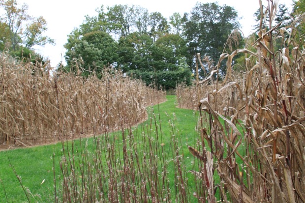 The Serpentine Garden hosts a different crop each year, celebrating the aesthetics of agriculture