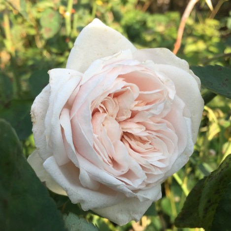 The solitary autumn rose