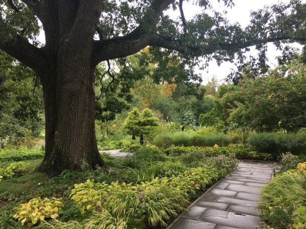 This stately hybrid oak, Quercus x saulii, is underplanted with carefully selected perennials, having outcompeted the previous turf