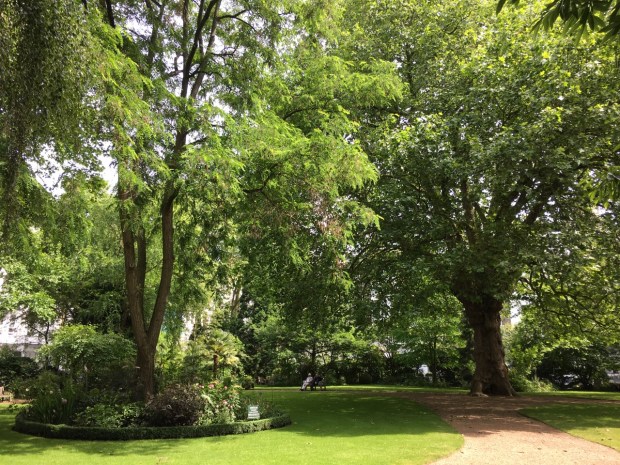 A large plane tree takes pride of place and provides huge presence to Courtfield Gardens West, London