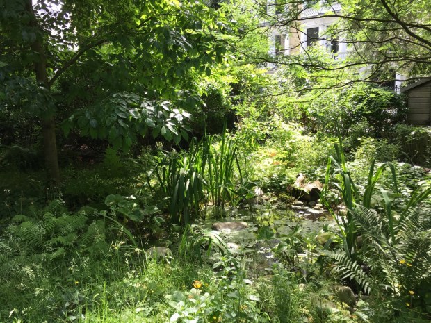 Fritillaries, cowslips and violets adorn the land around the pond in the wildlife garden
