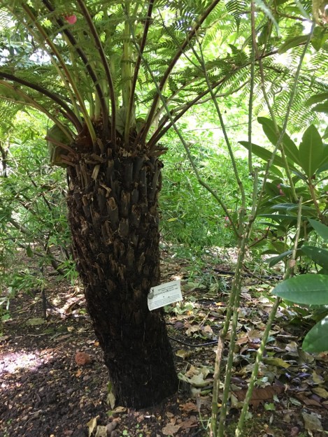 I was amazed to see this label, from Victoria, Australia, still attached to this beautiful, thriving tree fern (Dicksonia antartica)!
