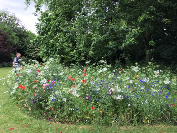 Meadow planting at Cadogan Gardens South