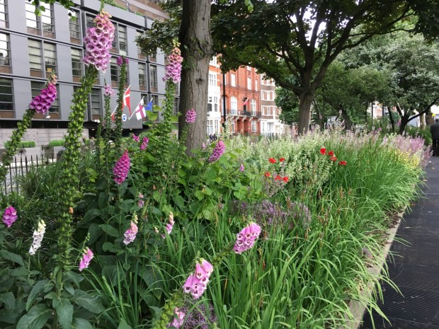 Mixed planting at Cadogan Gardens North