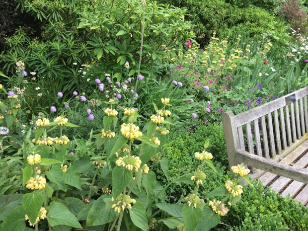 Perennial colour at Cadogan Place garden