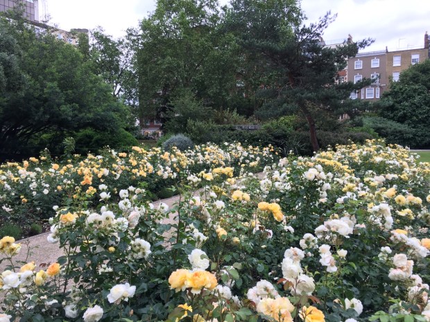 Roses at Cadogan Gardens North