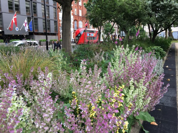 Salvia at Cadogan Gardens North
