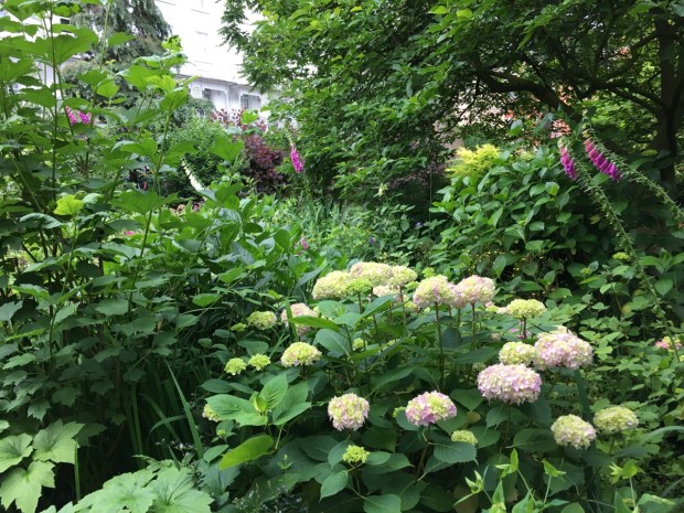 Shady foxgloves and Hydrangea at Cadogan Gardens South