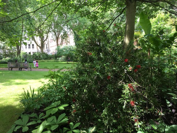There was even Callistemon planted here: the Australian bottlebrush