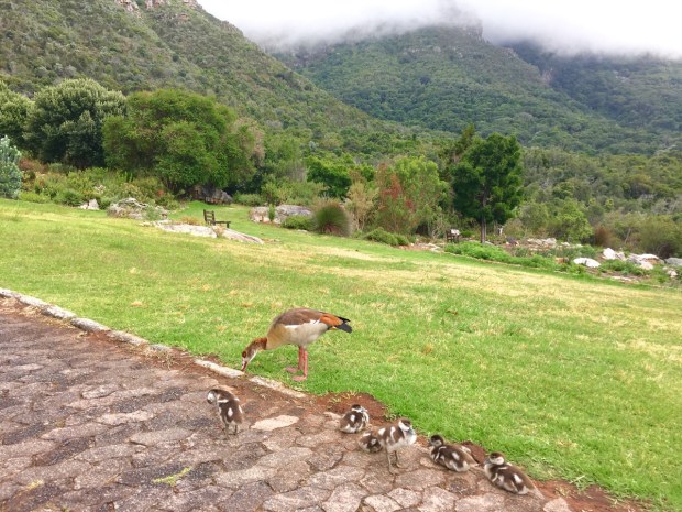 A family of Egyptian geese at Kirstenbosch