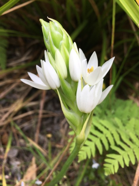 An Ornithogalum, I believe Ornithogalum thyrsoides; so exciting to find, having grown these in my Canberra garden