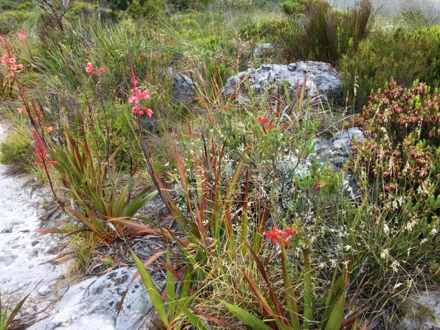 But when you look up close there is so much more than just Watsonia; so many plants and flowers all packed into the same piece of ground