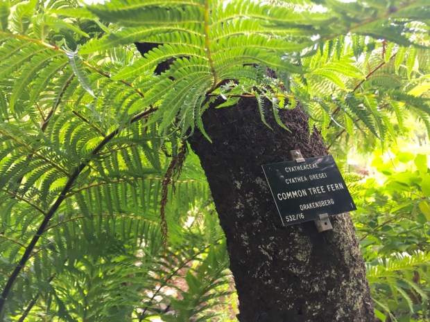 Cyathea dregei at Kirstenbosch National Botanic Garden