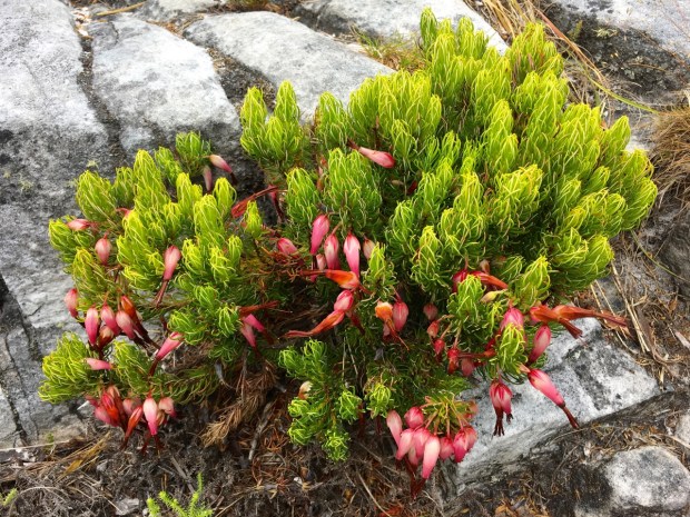 Erica plukenetti growing in a gap between rocks