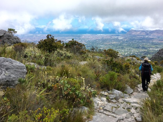 Everlasting daisies (Helichrysum family) pop up providing a floriferous foreground to False Bay beyond