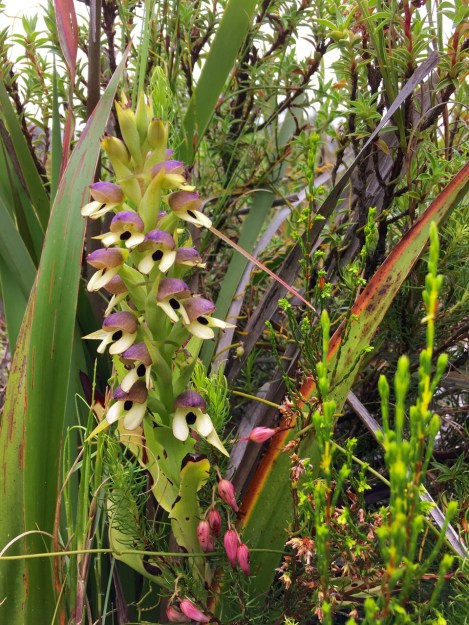 Every time you bend down you'd find something amazing, like this Disa cornuta, an indigenous orchid that I almost trod on