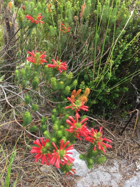 I adored the colour of this Erica (E. cerinthoides?)