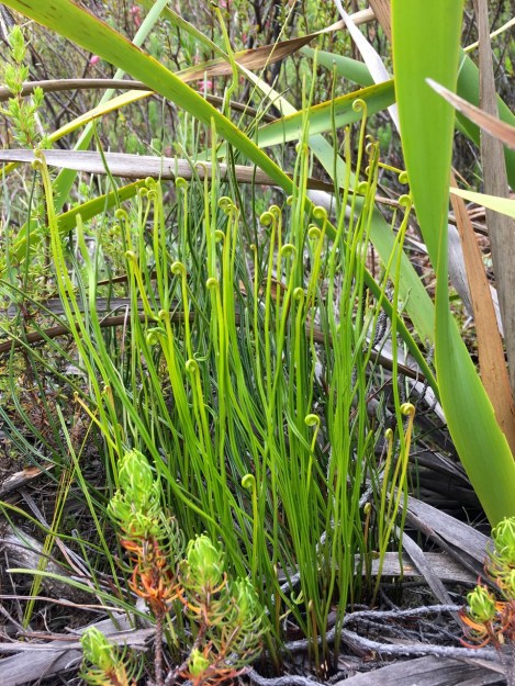 I didn't manage to identify this plant with gorgeous curled up tips. If anybody knows it's I'd love to be enlightened!