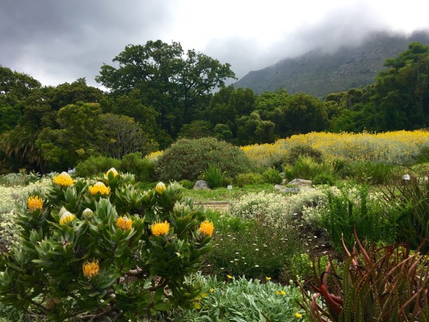 Kirstenbosch National Botanic Garden, Cape Town