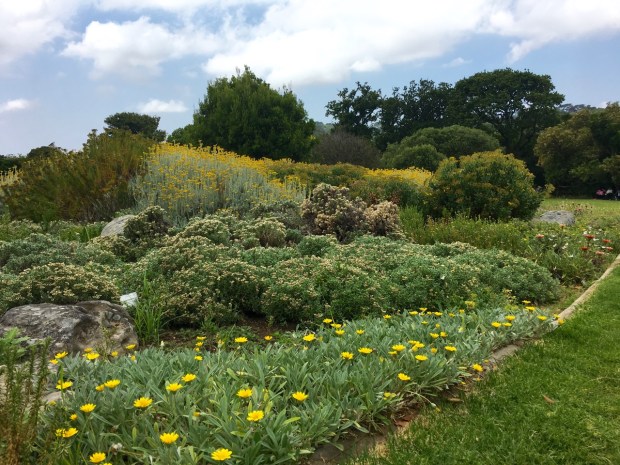 Kirstenbosch National Botanic Garden, Cape Town