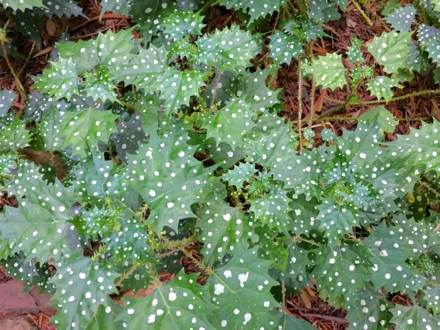 Laportia grossa stinging nettle at Kirstenbosch National Botanic Garden
