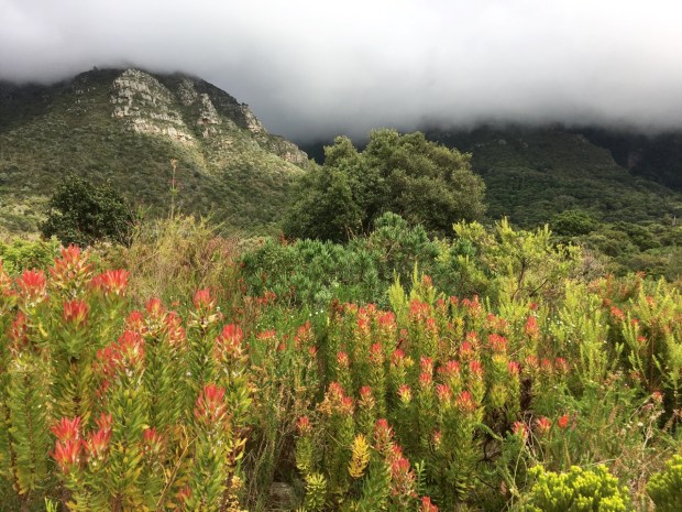 Leucadendrons in the Protea garden at Kirstenbosch
