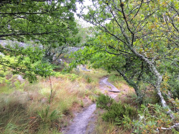Nursery Ravine, way up on Table Mountain was the site of a tree nursery from 1893 to 1910