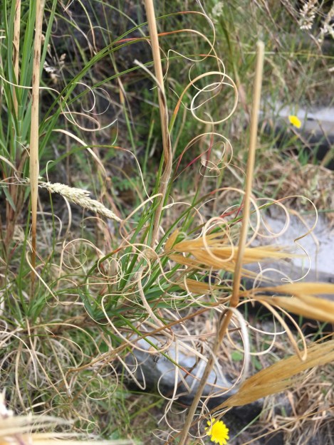 Pentameris curvifolia (Curly fiveawn grass) was the prettiest thing