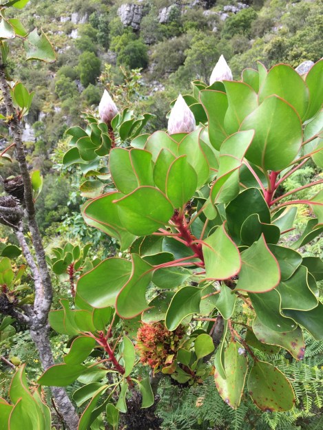 Protea cynaroides (King protea) is the national flower of South Africa (I've got some great shots of out of season flowers to come later). You can also see 'witch's broom' bottom centre, which is distorted growth caused by a bacterial pathogen