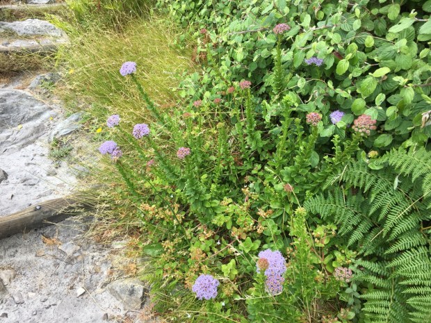 Selago serrata seems to start a dusky pink and open out to mauve: the combination of both colours on one plant is a real delight! You can see some white Lobelia here, too