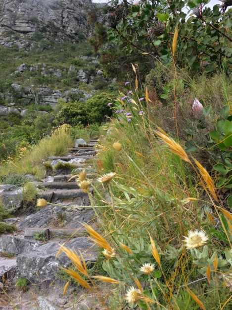 Soft colours of drought tolerant plants line the climb up Table Mountain