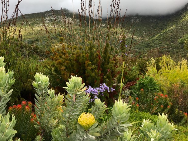 Stately restios form a strong backdrop to a mix of indigenous South African flowering plants at Kirstenbosch