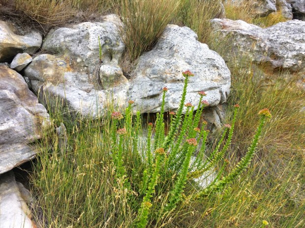 Such pretty scenes and soft colours on Table Mountain