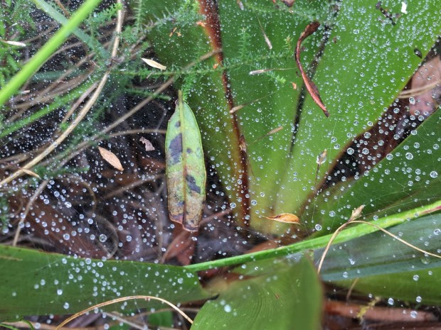 Summer is extremely dry in Cape Town, but dew from the cloud caught in this spider's web suggests how some plants survive