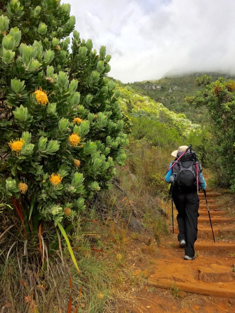 Tall and healthy Leucospermum shrubs at Kirstenbosch