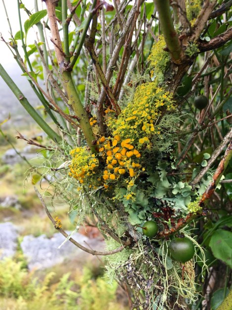 The lichen in this tree fuschia was magnificent!