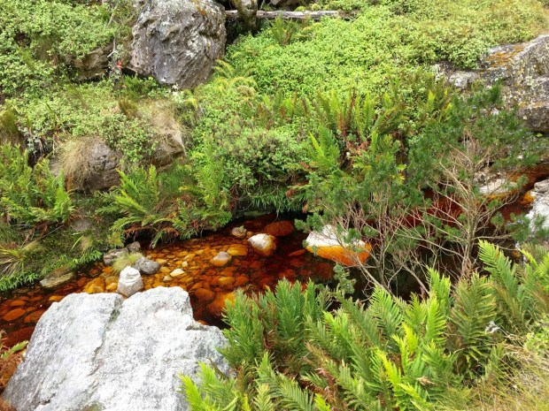 The water on Table Mountain is brown with tannins from the fynbos, but pure enough to drink