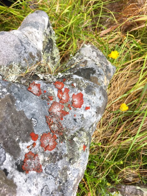 These stunning red colours were described to us as 'stone roses'; I've failed to identify them but I guess it's some kind of lichen