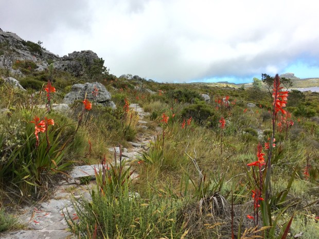 Watsonia tabularis (Table Mountain bugle lily) certainly made itself at home on the top of Table Mountain