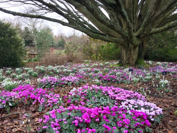 Cyclamen coum and snowdrops are the perfect carpet beneath a deciduous tree