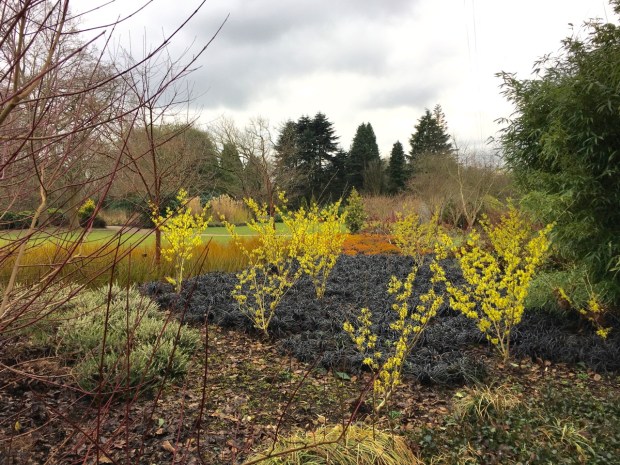 Hamamelis x intermedia 'Sunburst' add height and colour to black mondo grass (Ophiopogon planiscapus 'Nigrescens')