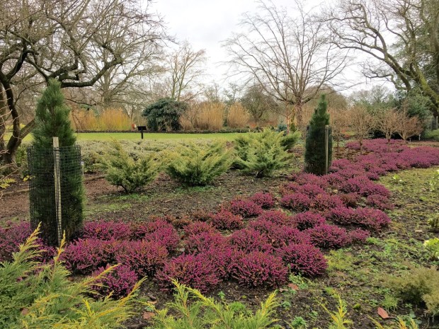 I loved this sweeping river of pink Erica at the Hillier Gardens