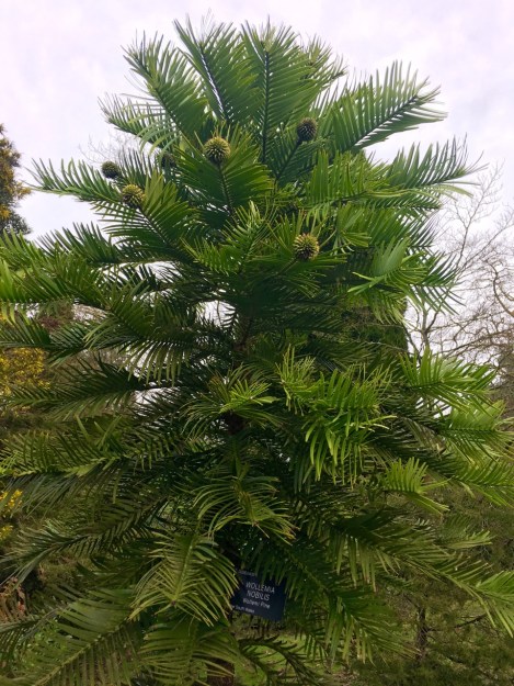 It's not often you see super healthy wollemi pines and even less so ones full of cones