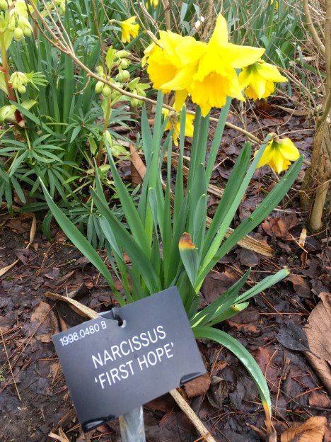 Narcissus 'First Hope' at Hillier Gardens
