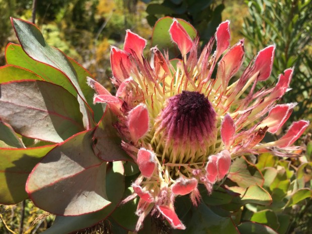 Protea cynaroides flower, delightfully out of season for us!
