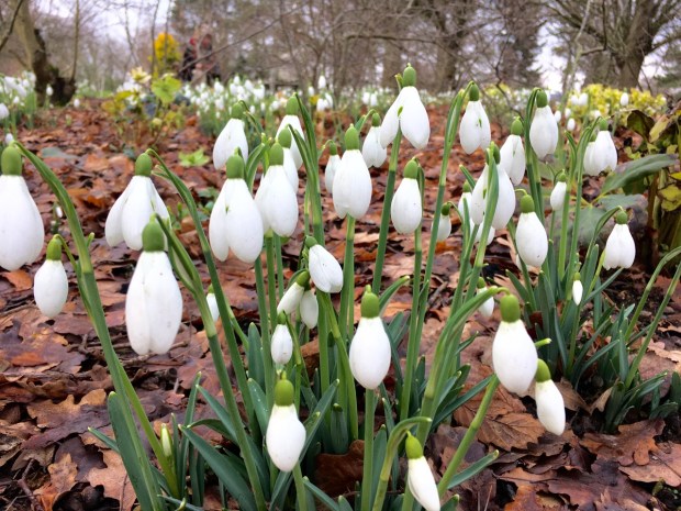 Snowdrops at the Sir Harold Hillier Gardens