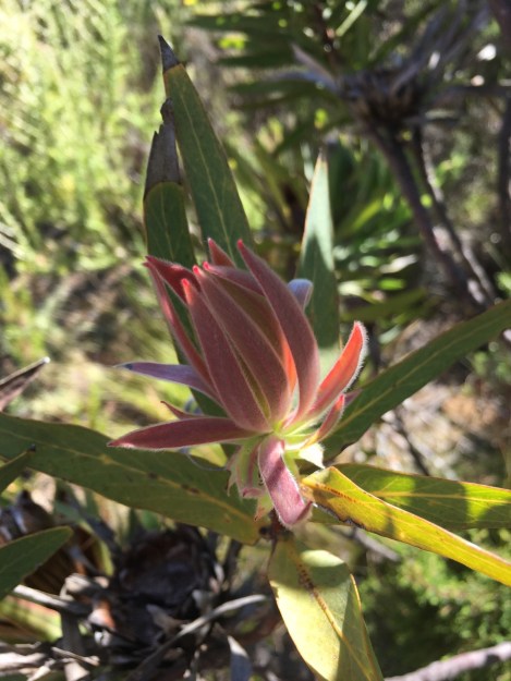Soft, red, downy new growth makes you want to reach out and touch this Leucadendron