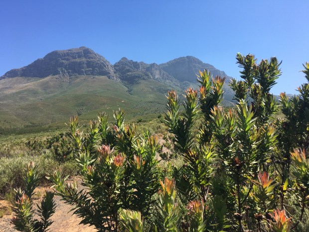 This scene at Helderberg Nature Reserve seem to shout South Africa