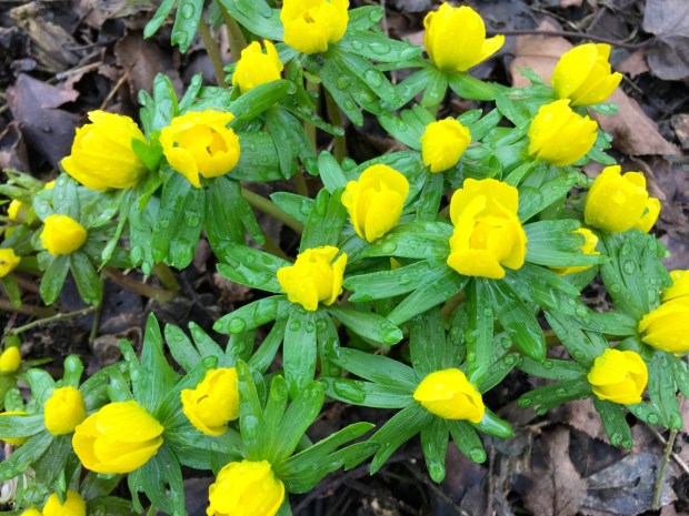 Winter aconite (Eranthis hyemalis) with beads of rain